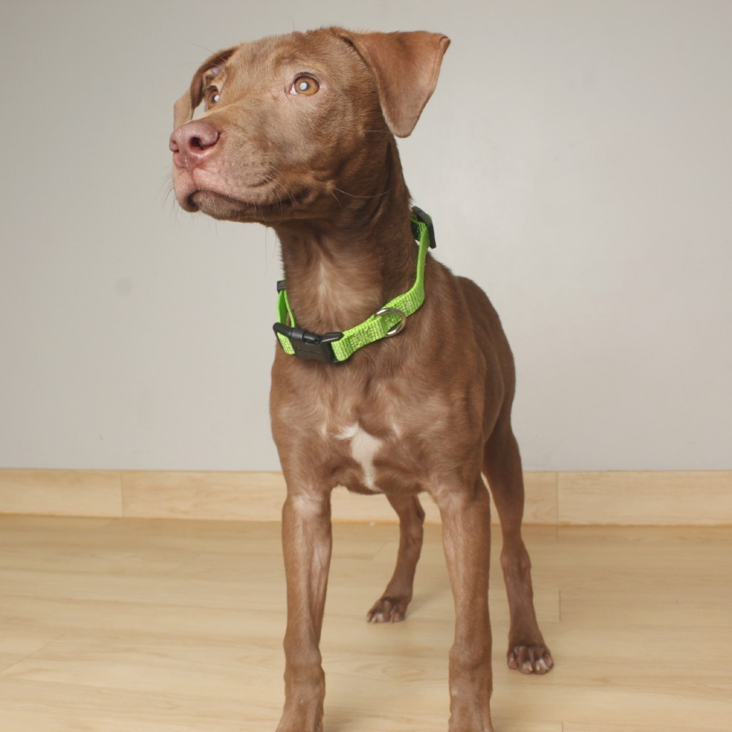 Brownie D65723