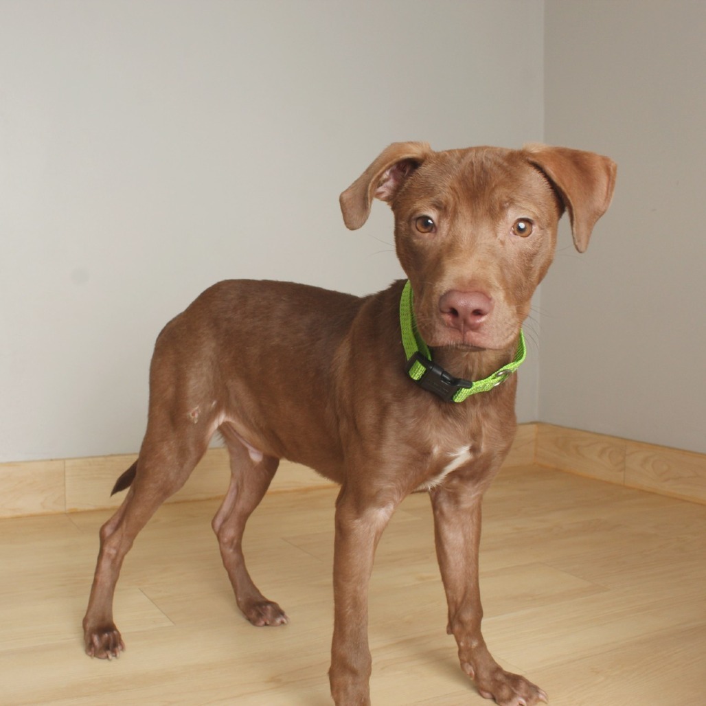 Brownie D65723