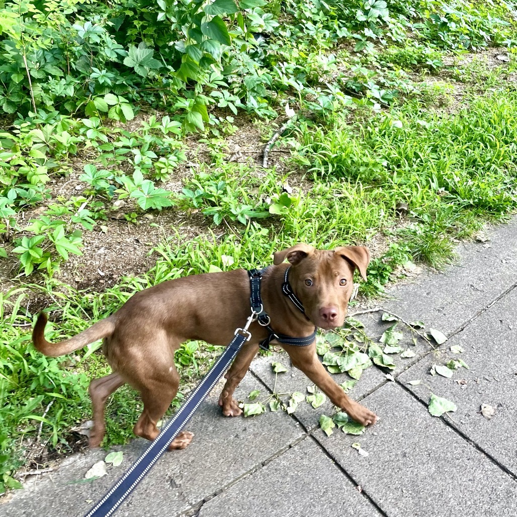 Brownie D65723