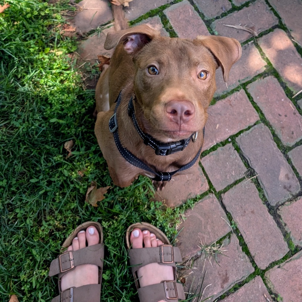 Brownie D65723