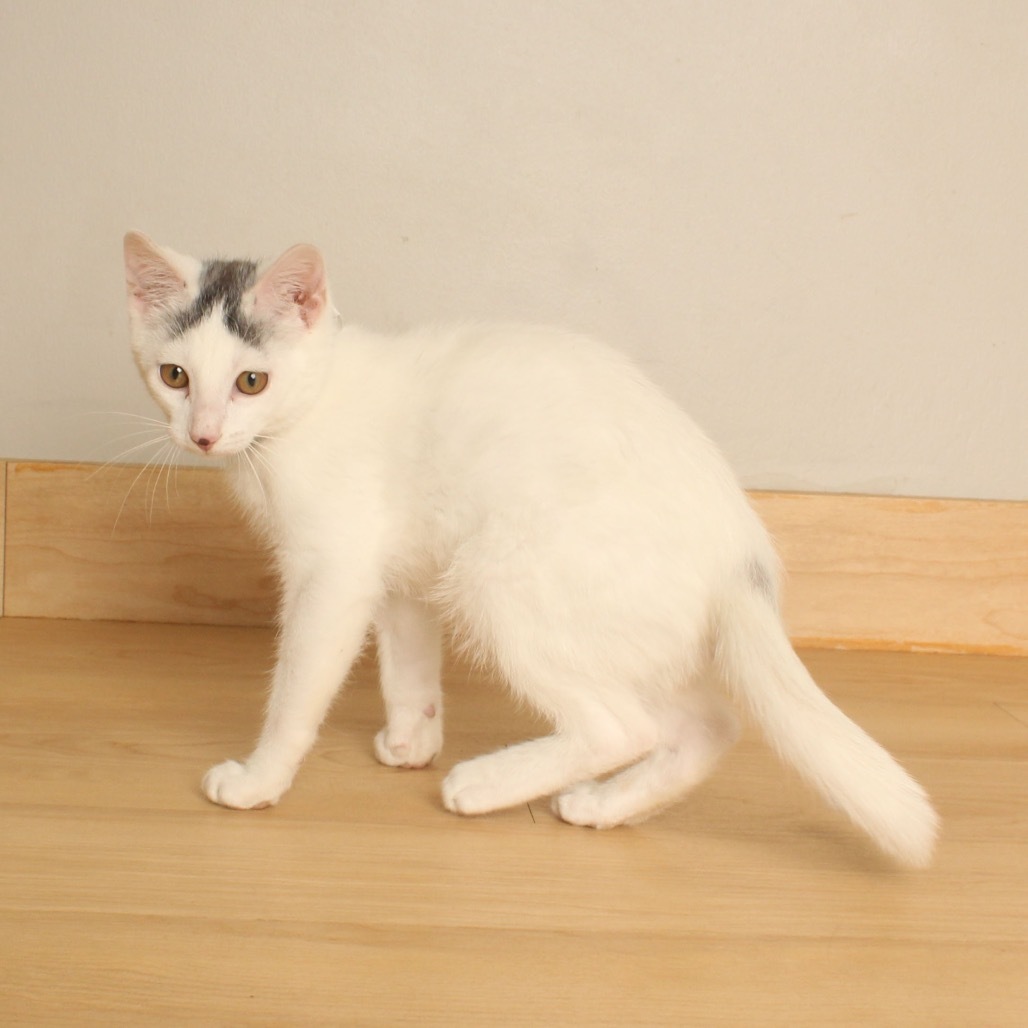 Wildwonder C65896