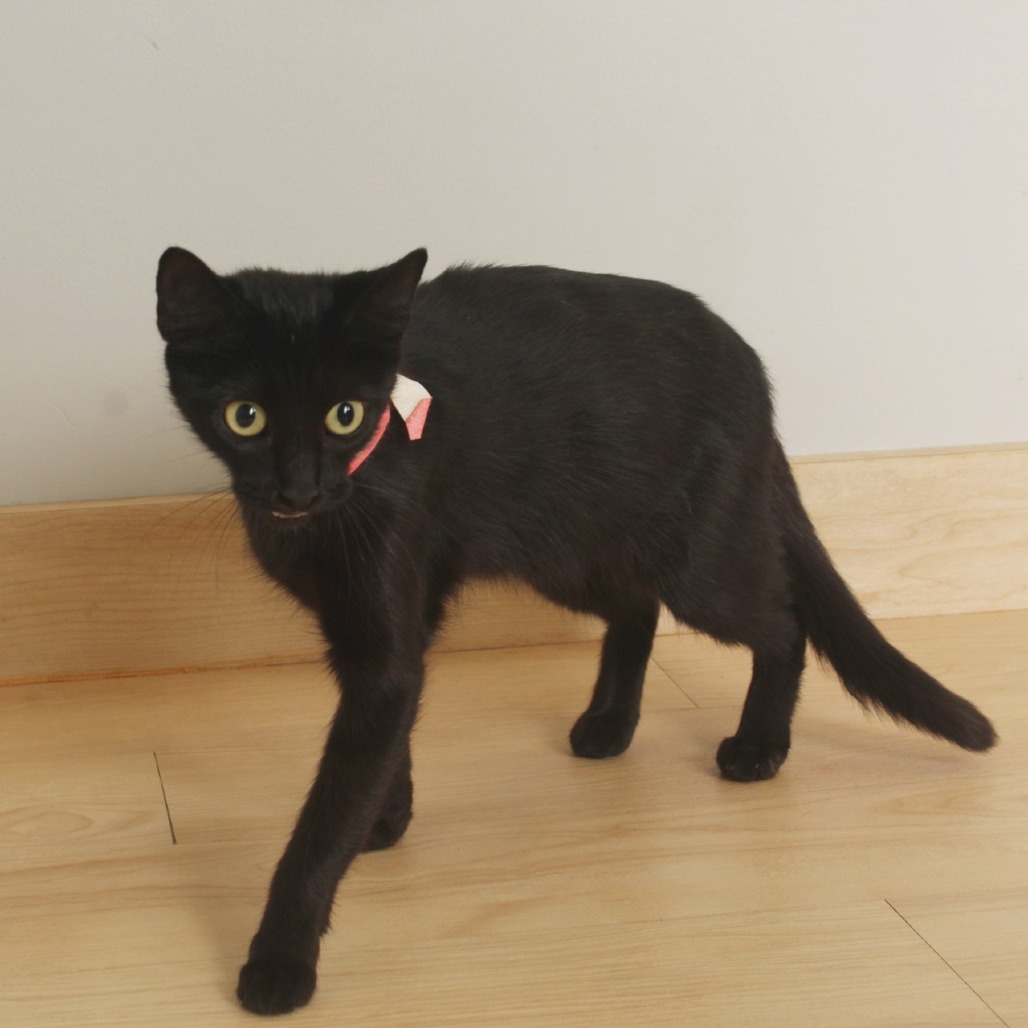 Biggie Small C65746
