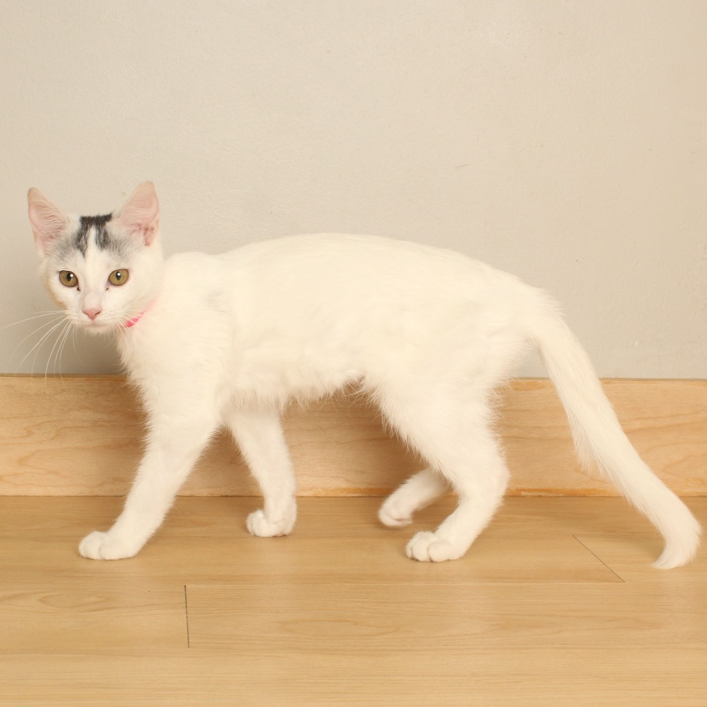 Poppi C65867