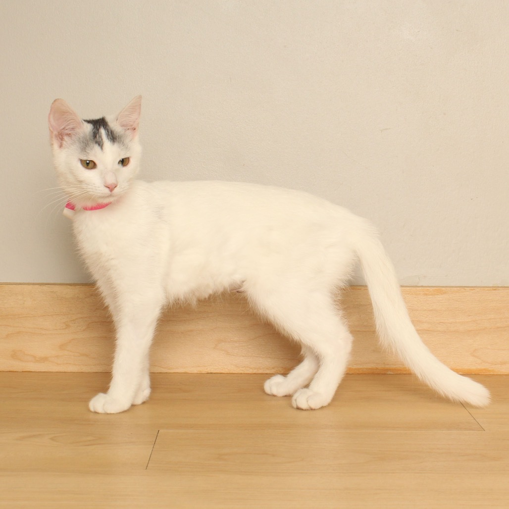 Poppi C65867