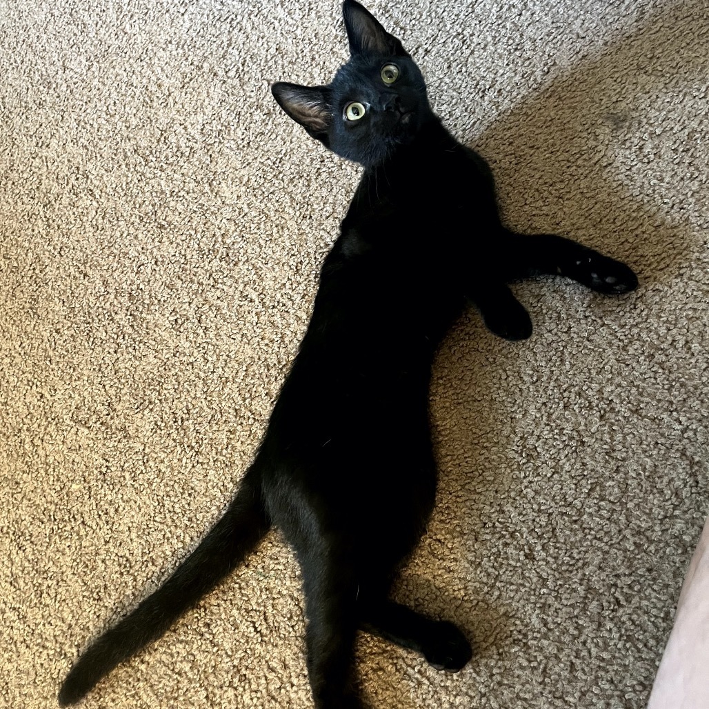 Hallie C65753