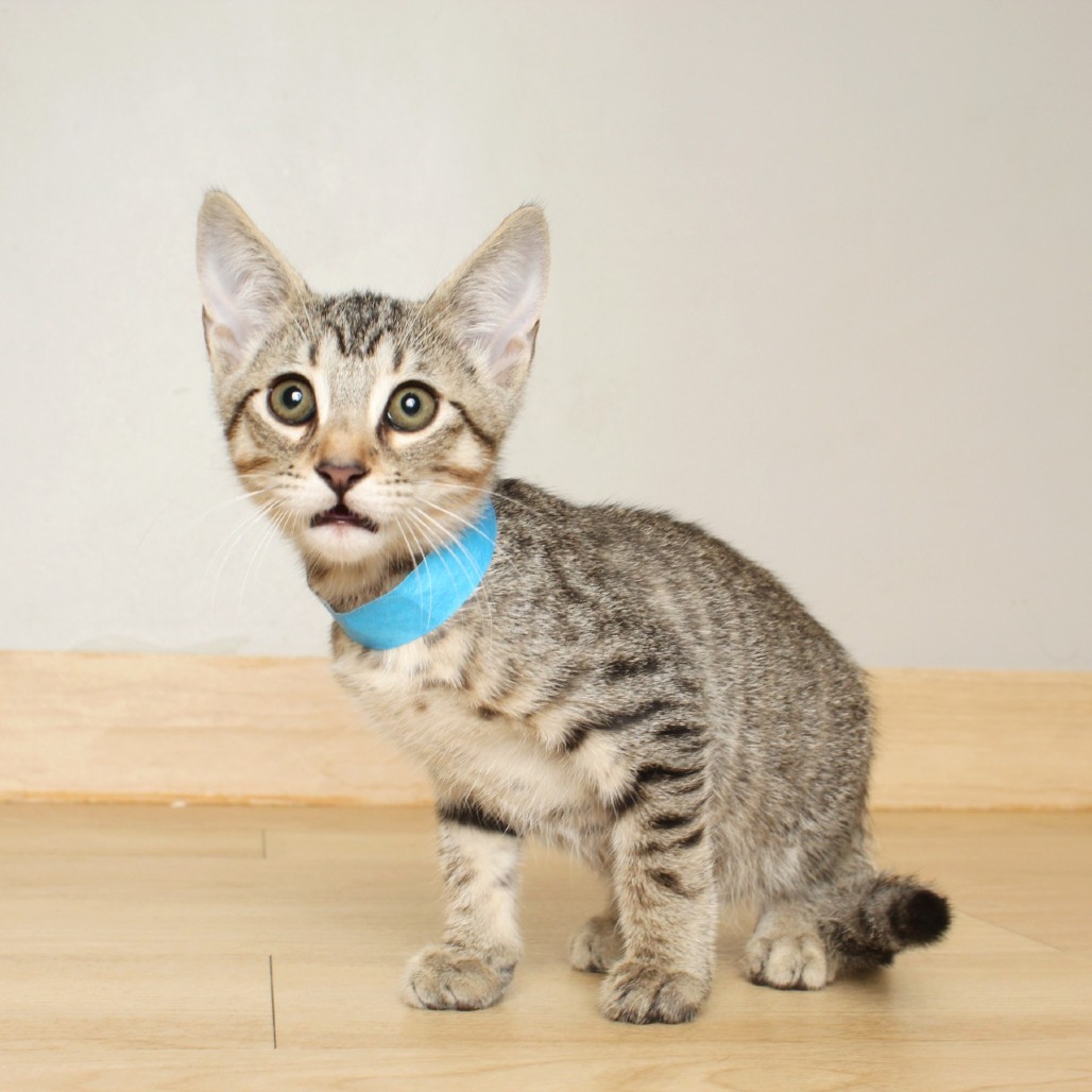 Ozzie C65786