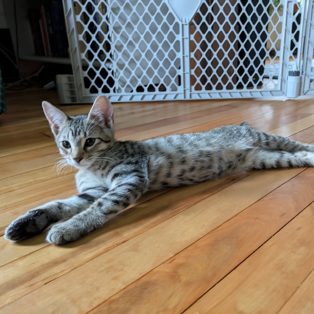 Ozzie C65786