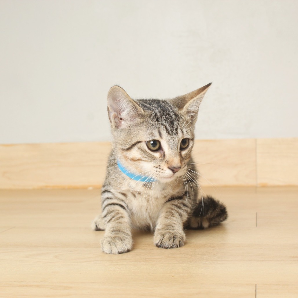 Ozzie C65786