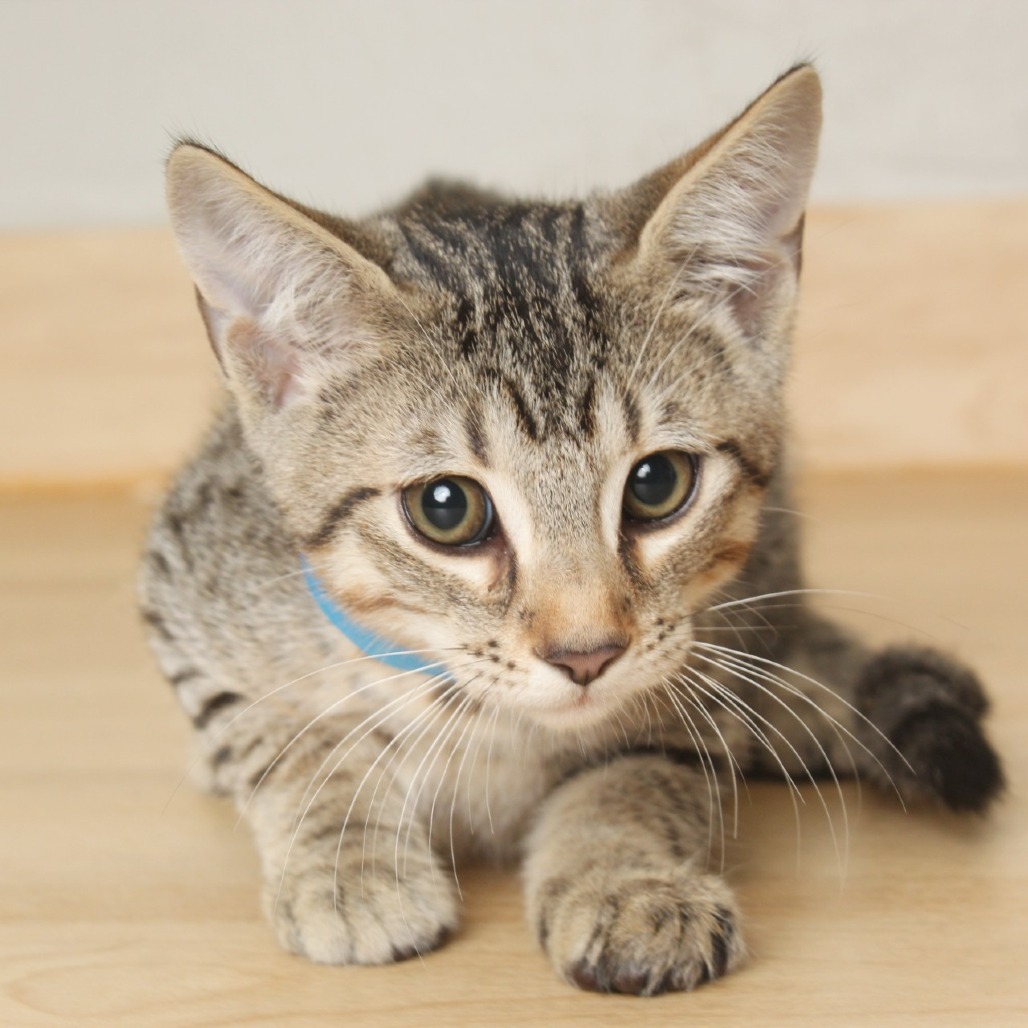 Ozzie C65786