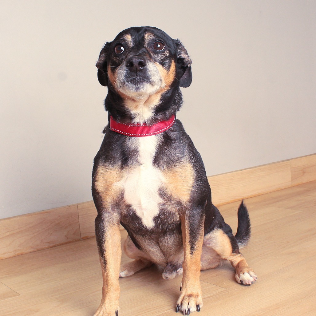 Gizmo D65607