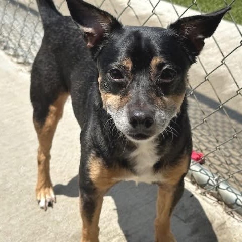 Gizmo D65607