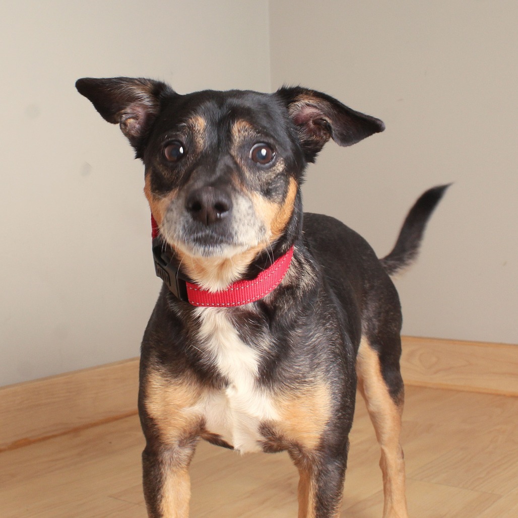 Gizmo D65607