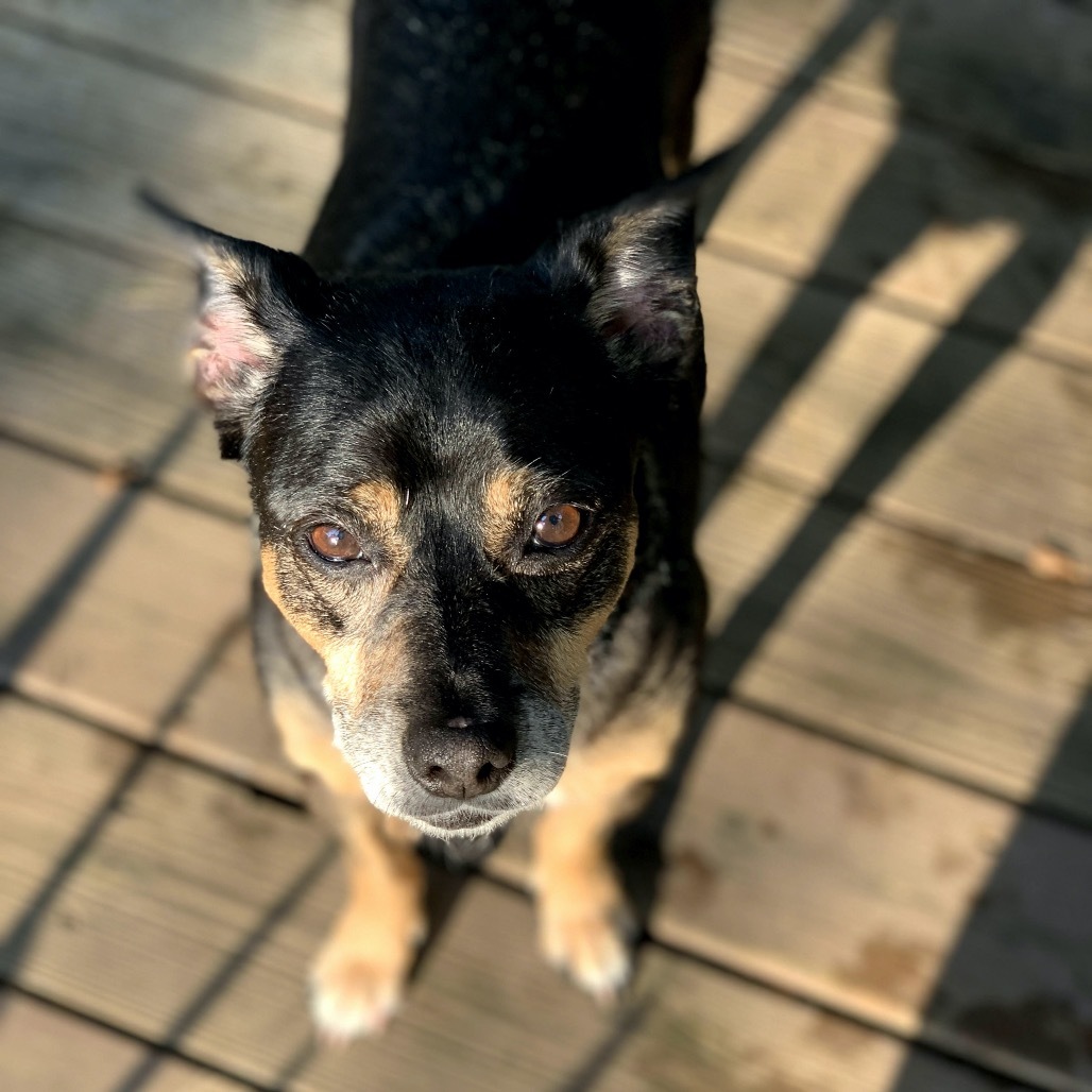 Gizmo D65607