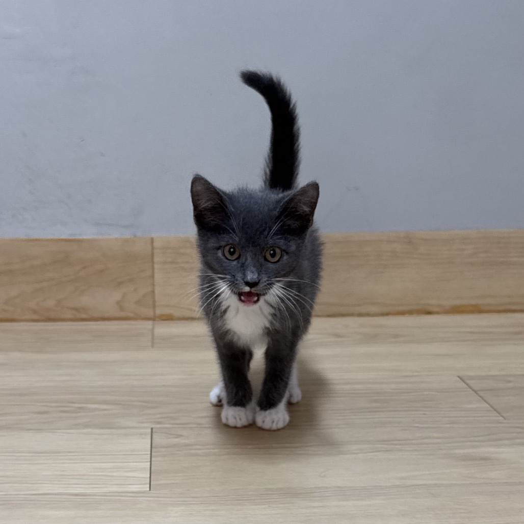 Maximus Mouser C65775