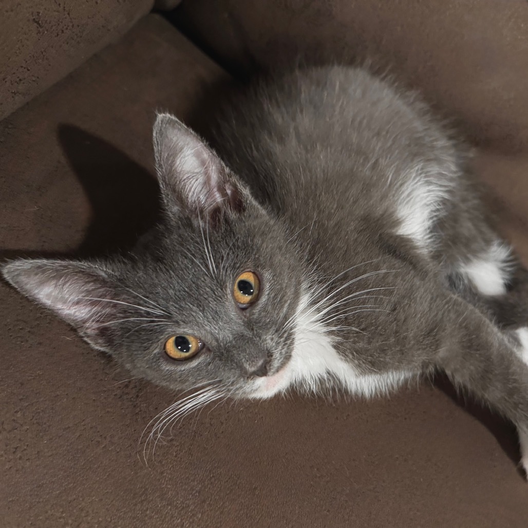 Maximus Mouser C65775