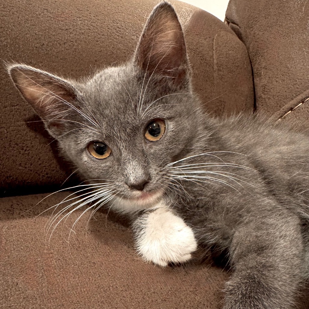 Maximus Mouser C65775
