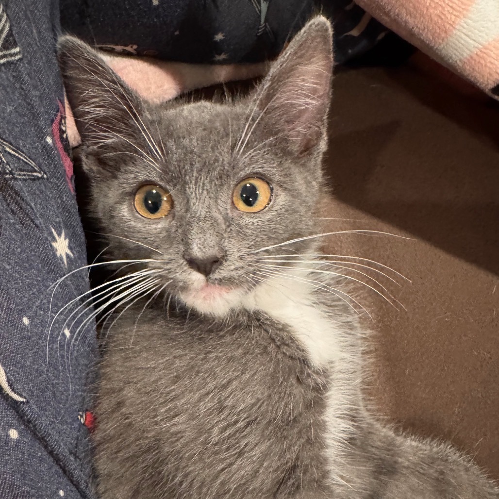 Maximus Mouser C65775