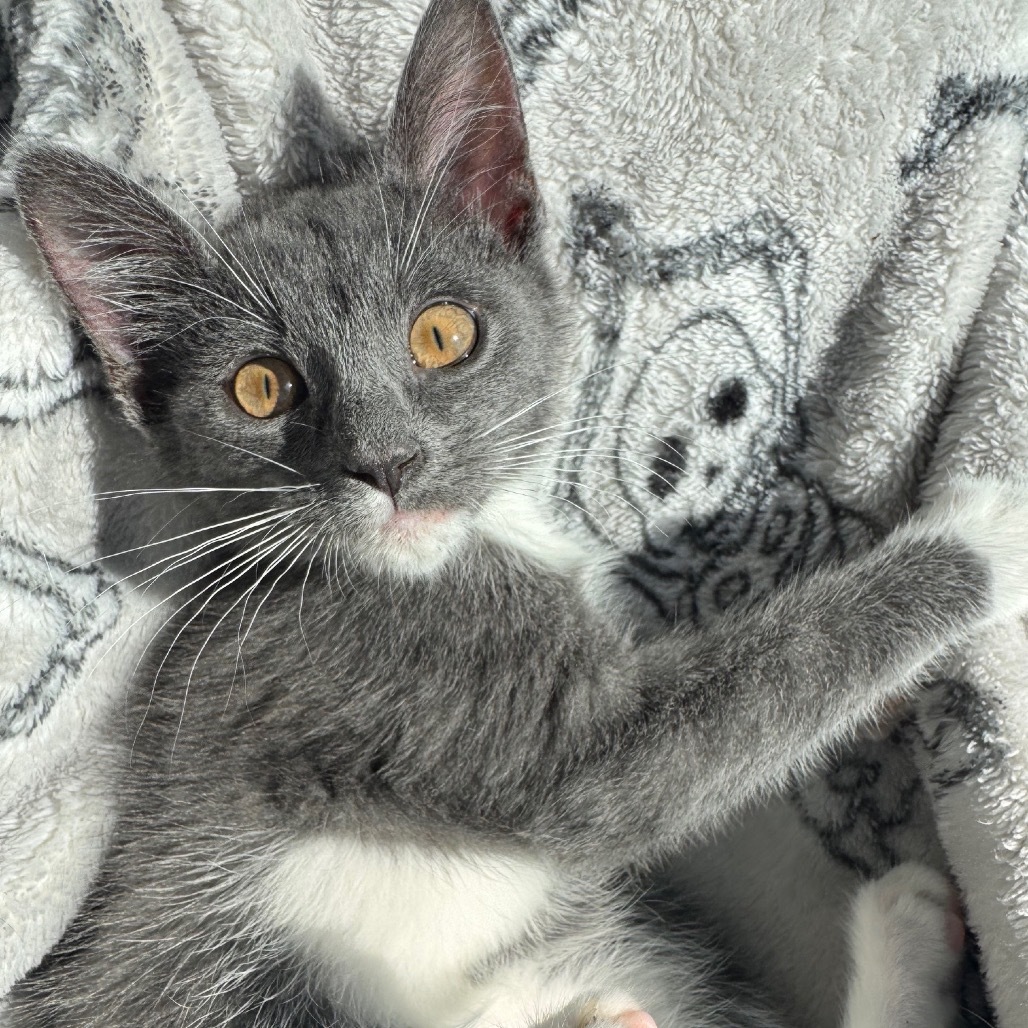 Maximus Mouser C65775
