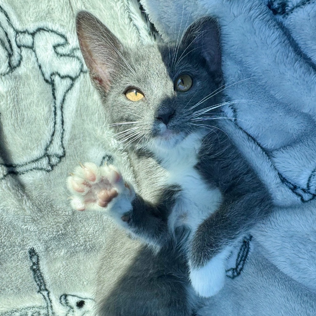 Maximus Mouser C65775
