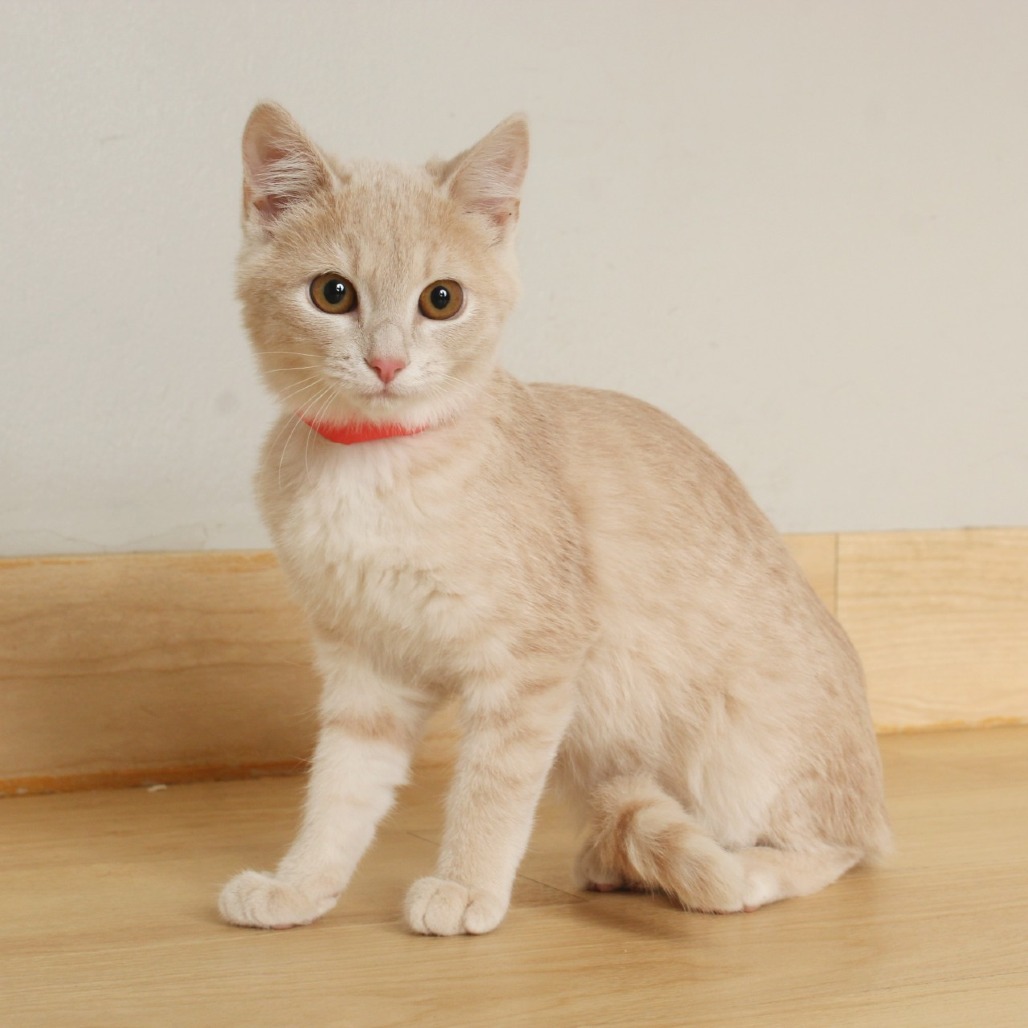 Giselle C65741