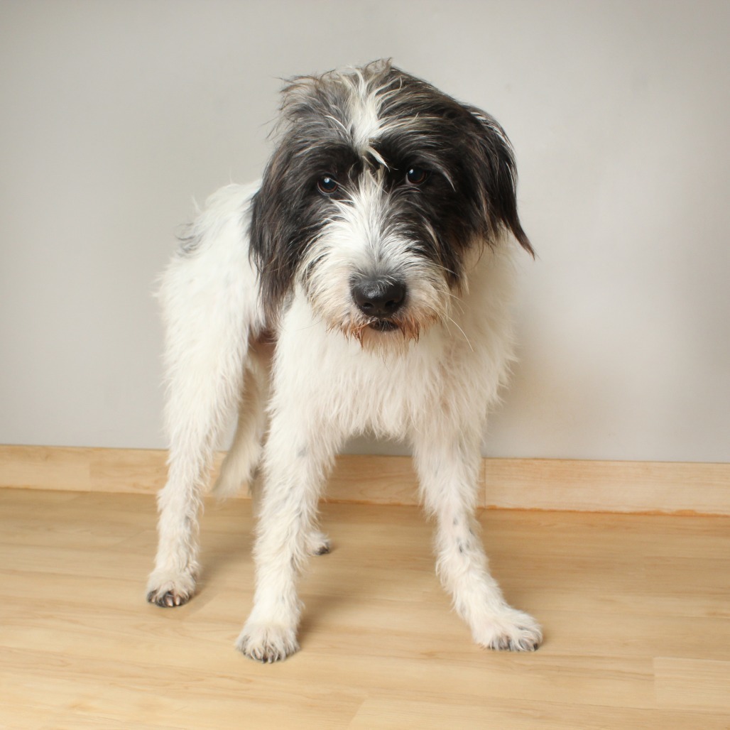 Amelie D64691