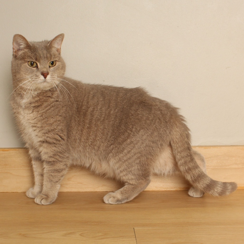 Ginger C65711