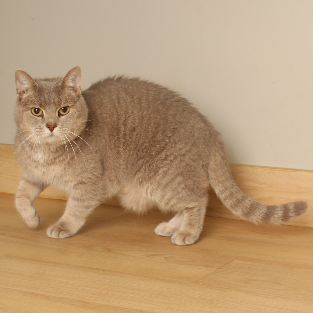 Ginger C65711