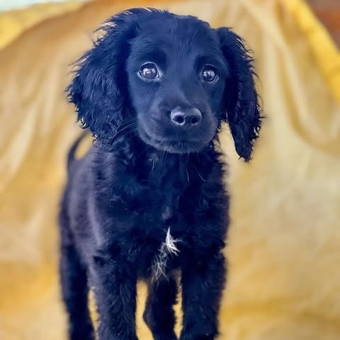 Koa