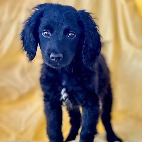Koa