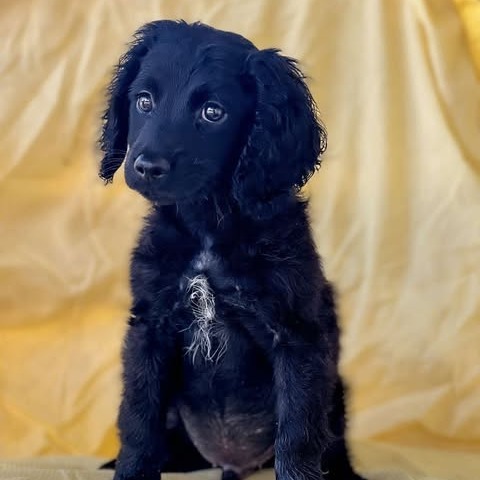 Koa