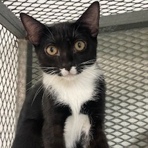 Sandro, an adoptable American Shorthair in Guaynabo, PR, 00969 | Photo Image 1
