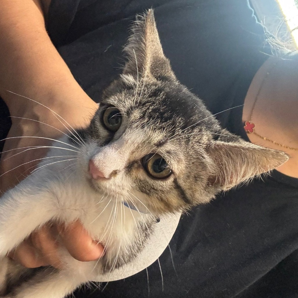 Nick, an adoptable Domestic Short Hair in Guaynabo, PR, 00969 | Photo Image 1