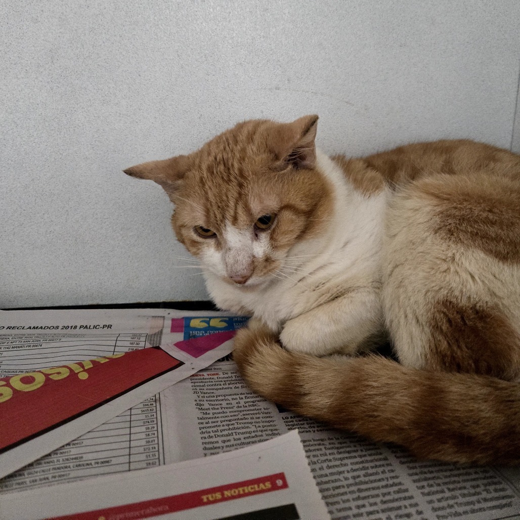 Mirio C, an adoptable Domestic Long Hair in Guaynabo, PR, 00969 | Photo Image 2
