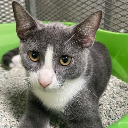 Juan Antonio, an adoptable American Shorthair in Guaynabo, PR, 00969 | Photo Image 1