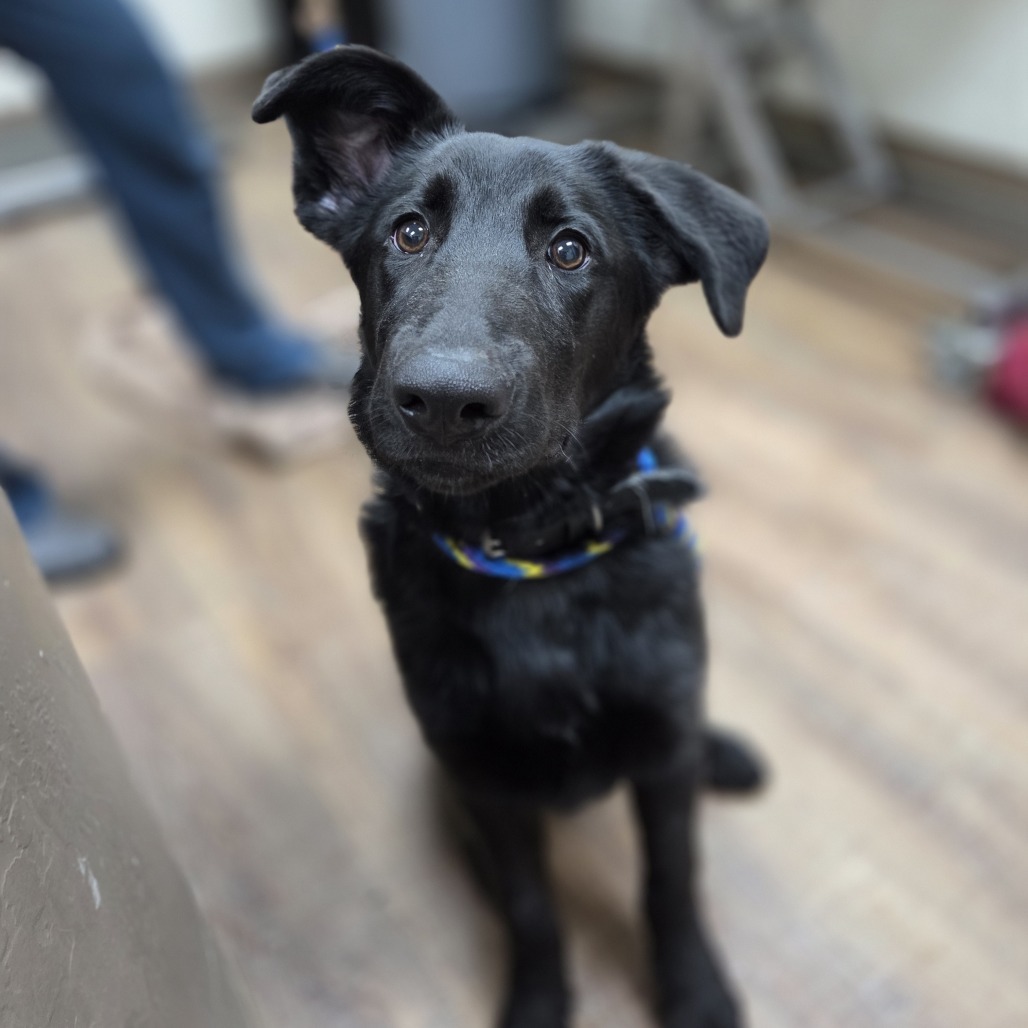Adopt Kenzo
