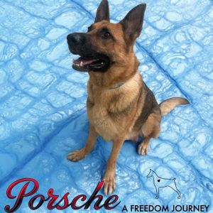 Porsche, Adult Female unknown