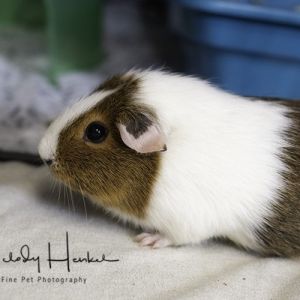 Barbie, Adult Female unknown