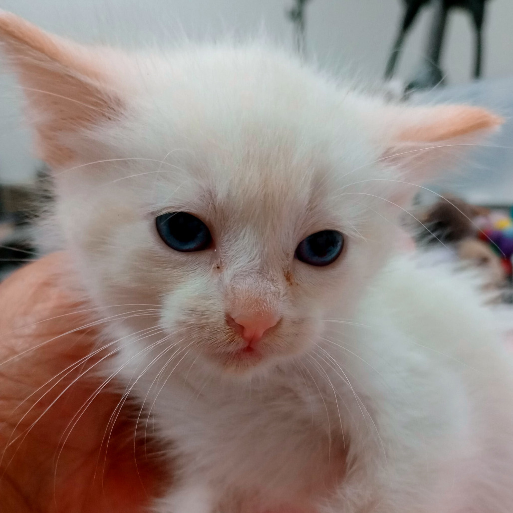 Alma(Almond)
