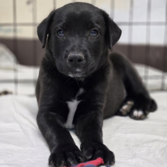 Slytherin- Shy, but Playful! Good w/ Dogs!
