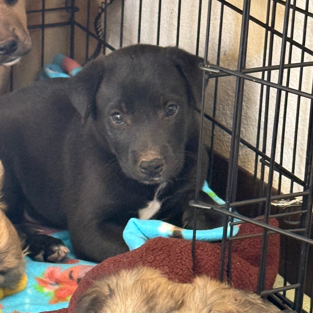 Slytherin- Shy, but Playful! Good w/ Dogs!