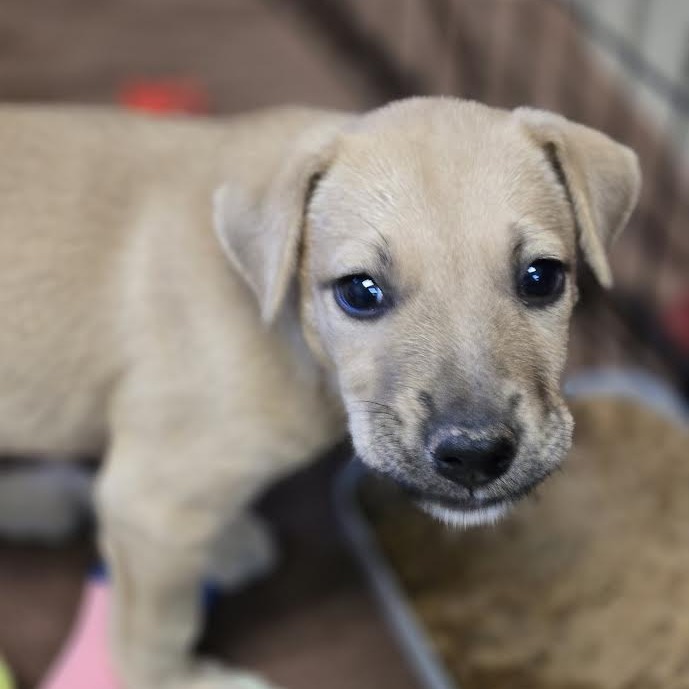 Ravenclaw- Shy, but Sweet! Good w/ Dogs, Cats, & Kids!