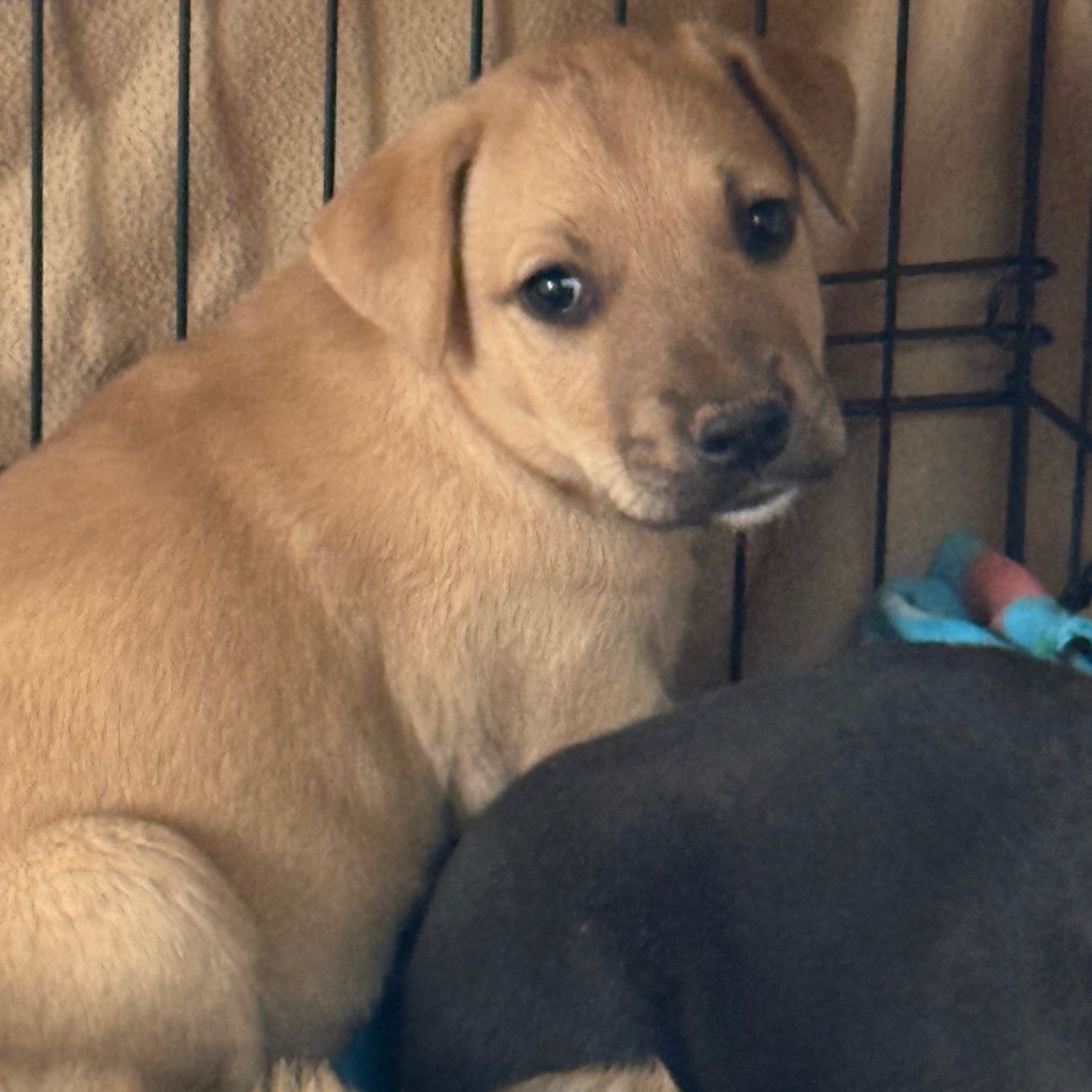 Ravenclaw- Shy, but Sweet! Good w/ Dogs, Cats, & Kids!