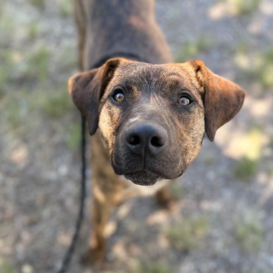 Rafael - loves hikes, super friendly! Adopt $100!