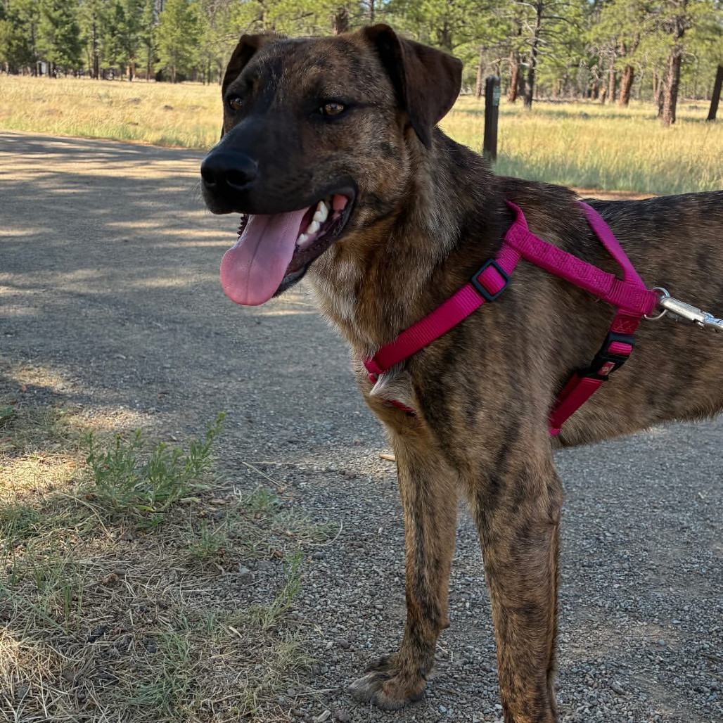 Rafael - loves hikes, super friendly! Adopt $100!