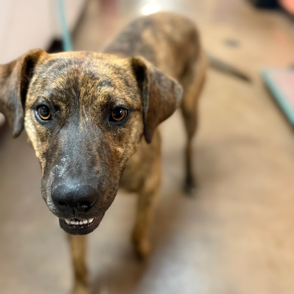 Rafael - loves hikes, super friendly! Adopt $100!