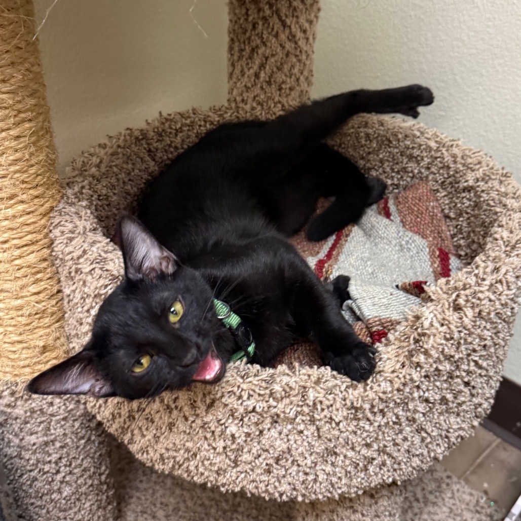 Sabrina w/ Salem - Chatty lovebug!