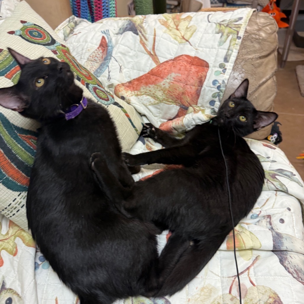 Sabrina w/ Salem - Chatty lovebug!