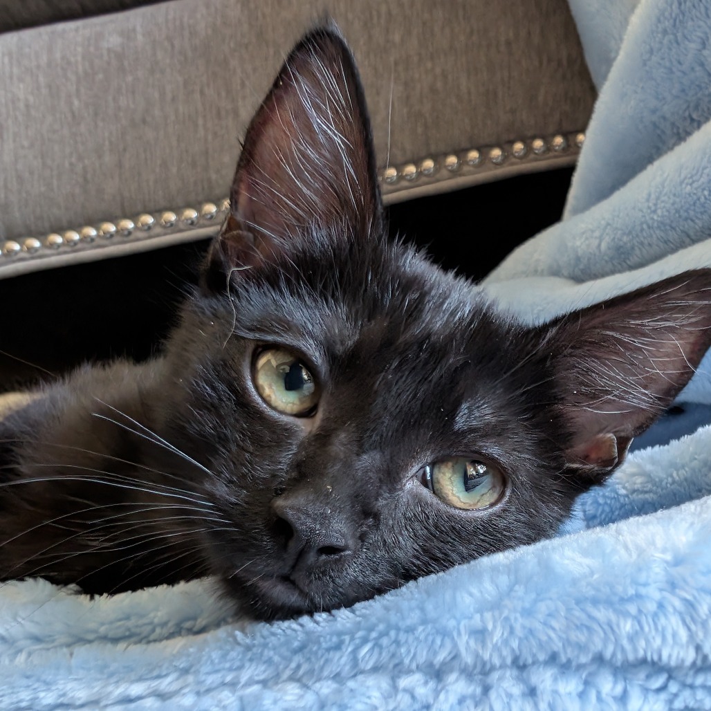 Lilith- Sweet & Playful! Good w/ Cats! ADOPTION FEE $125