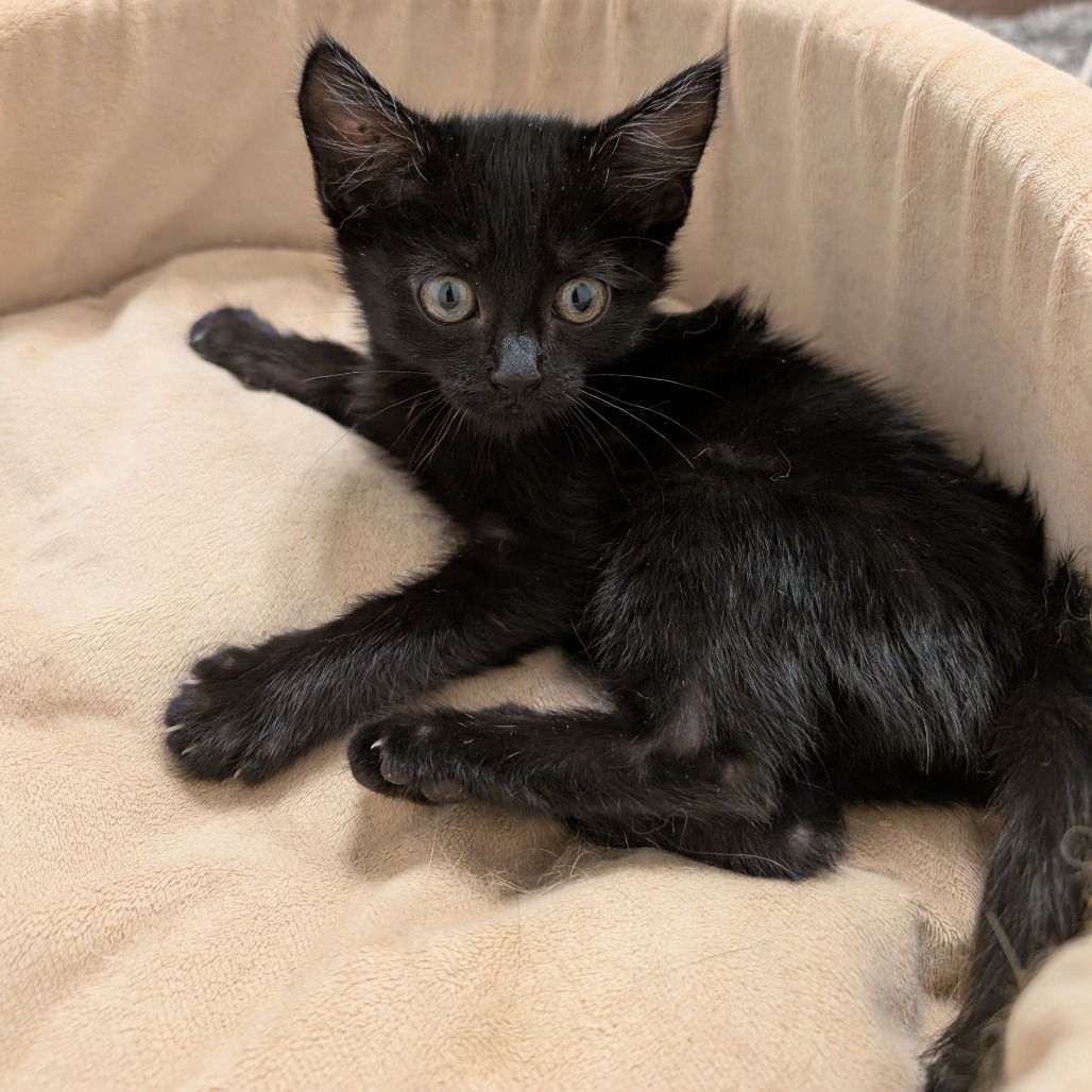 Lilith- Sweet & Playful! Good w/ Cats! ADOPTION FEE $125