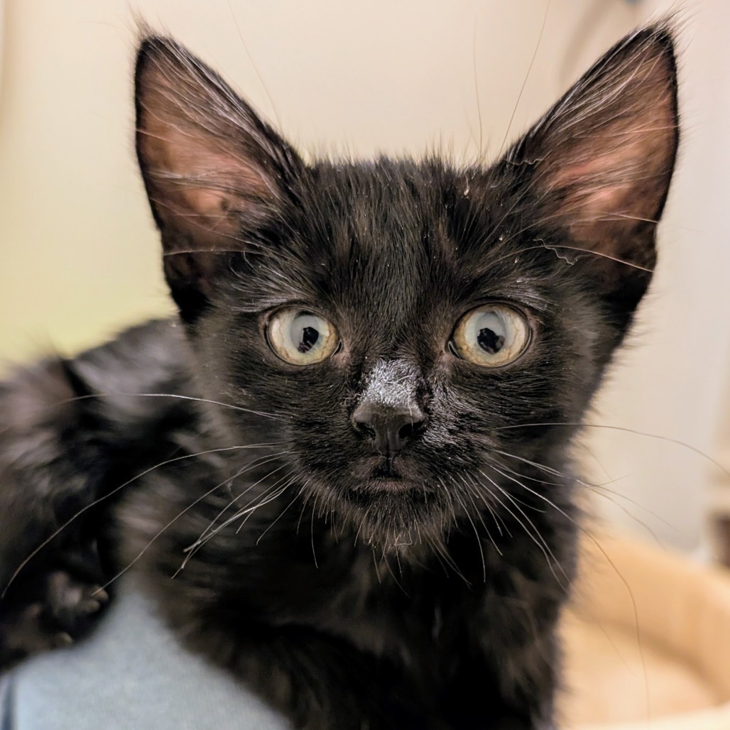 Lilith- Sweet & Playful! Good w/ Cats! ADOPTION FEE $125